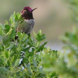 Anna colibri case study