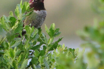 Anna colibri case study