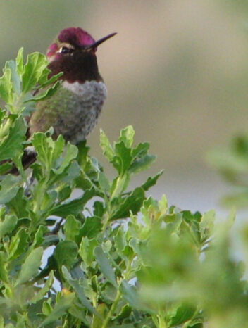 Anna colibri case study