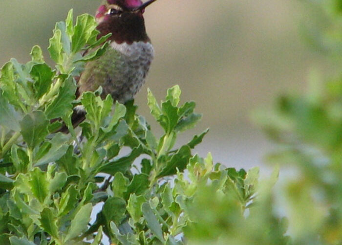 Anna colibri case study