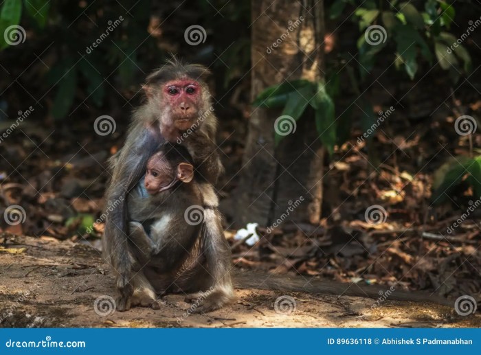 Baby code monkey saves single mom
