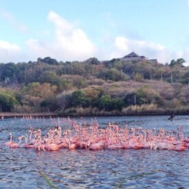 Learnings week necker island richard branson