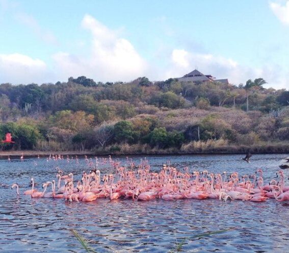 Learnings week necker island richard branson