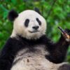 What does googles panda 4 0 mean for your professional services firms websi