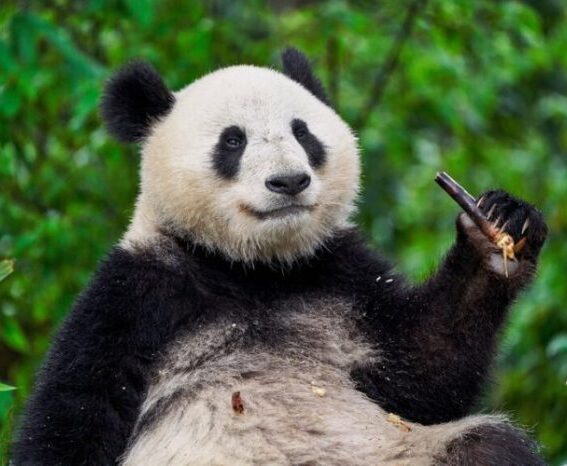 What does googles panda 4 0 mean for your professional services firms websi